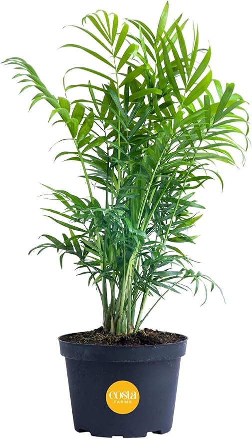 Costa Farms Parlor Palm Live Plant in Plastic Pot, Air Purifying Indoor Houseplant, Perfect for Home, Room, or Office Decor, Great House Warming or Birthday Gift, 14-18 Inches Tall
