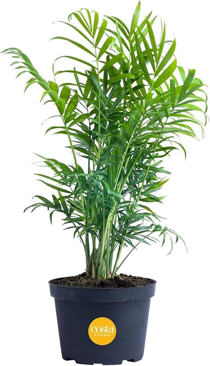 Costa Farms Parlor Palm Live Plant in Plastic Pot, Air Purifying Indoor Houseplant, Perfect for Home, Room, or Office Decor, Great House Warming or Birthday Gift, 14-18 Inches Tall
