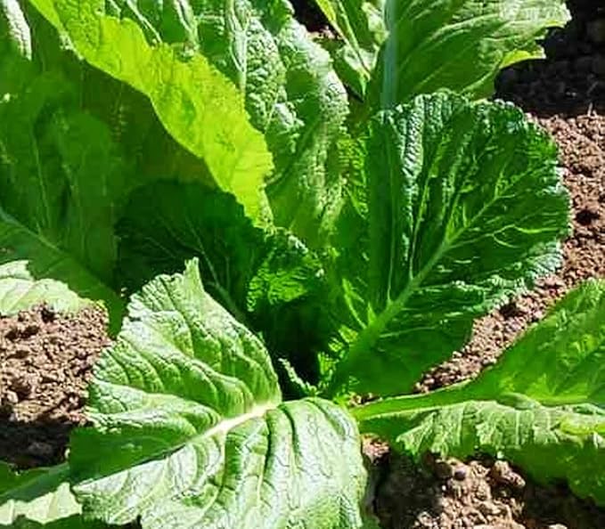 500+ Florida Broadleaf Mustard Seeds for Planting Seeds Bulk Heirloom Non GMO Vegetable Garden