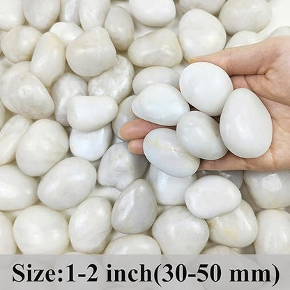 FANTIAN 2 lbs Polished White Pebbles for Pebbles, 1-2 Inch Smooth White River Rocks for Plants Potted Vases Fillers Fish Tank Landscaping and Outdoor Garden Decorative Rocks