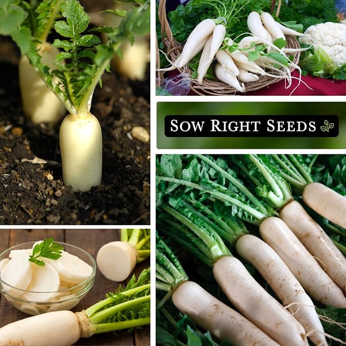Sow Right Seeds - Japanese Minowase Daikon Radish Seeds for Planting - Non-GMO Heirloom Packet with Instructions to Plant a Home Vegetable Garden - Spring or Fall Planting Outdoors - Long White (2)