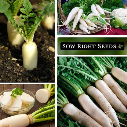 Sow Right Seeds - Japanese Minowase Daikon Radish Seeds for Planting - Non-GMO Heirloom Packet with Instructions to Plant a Home Vegetable Garden - Spring or Fall Planting Outdoors - Long White (2)