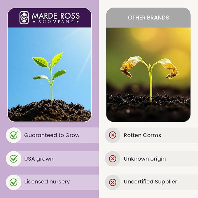 20 Saffron Sativus Crocus Corms - Premium Quality Saffron Bulbs for Planting with Comprehensive Growing Instructions