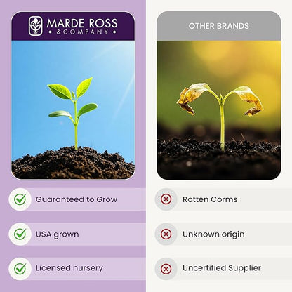 20 Saffron Sativus Crocus Corms - Premium Quality Saffron Bulbs for Planting with Comprehensive Growing Instructions