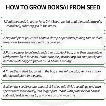 Bonsai Tree Kit with Complete Growing Tools, Grow in Pot Indoor Bonsai Tree Starter Kit, Great Home Gardening DIY Gift for Adult