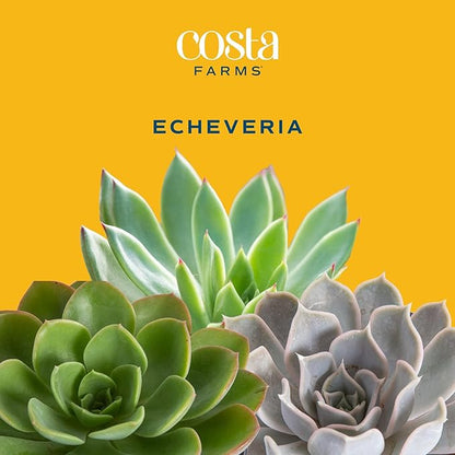 Costa Farms Echeveria, Mini Succulent Plant in Best Mom Ever Wood Decor Planter, Live Indoor Houseplant in Cute Cactus Decor, Housewarming, Birthday Gift