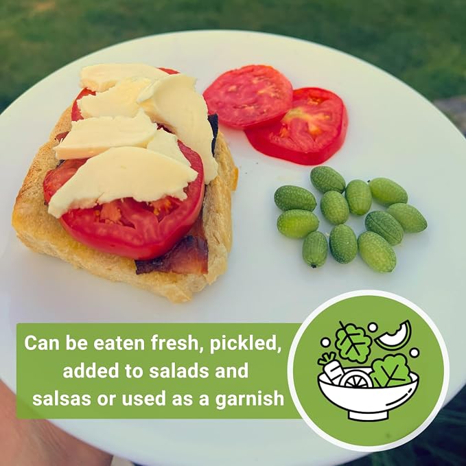 Sow Right Seeds - Cucamelon Seeds for Planting - Non-GMO Heirloom Packet with Instructions to Plant an Outdoor Home Vegetable Garden - Mini Bitter Mouse Melon, Mexican Sour Gherkin - Rare Variety (1)