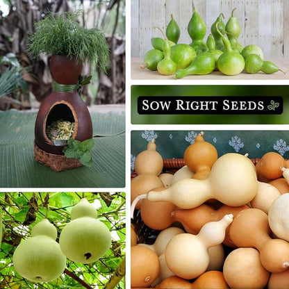 Sow Right Seeds - Bottle Gourd Seed for Planting - Non-GMO Heirloom Packet with Instructions to Plant and Grow an Outdoor Home Vegetable Garden - Ornamental Birdhouse Gourd for Crafting and Decor (2)