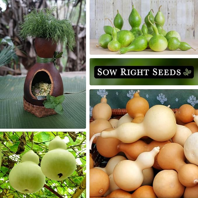 Sow Right Seeds - Bottle Gourd Seed for Planting - Non-GMO Heirloom Packet with Instructions to Plant and Grow an Outdoor Home Vegetable Garden - Ornamental Birdhouse Gourd for Crafting and Decor (3)