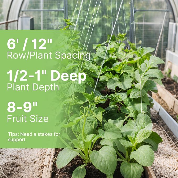 Groundio Organic Cucumber Seeds (Marketmore), High Germination Seeds for Planting, Hardy Vigorous Slicing Cucumbers (Cucumis sativus)