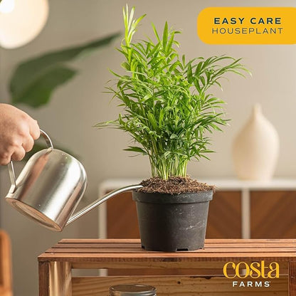 Costa Farms Parlor Palm, Neanthebella, Easy to Grow Houseplant Potted in Décor Plant Pot, Everyday Gift for Mom, For Wife, From Daughter, Son, Room or Home Decor, 1 Foot Tall