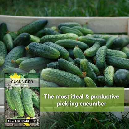 Sow Right Seeds - National Pickling Cucumber Seeds for Planting - Non-GMO Heirloom Packet with Instructions to Plant and Grow a Home Vegetable Garden - Famous Variety for Homemade Pickles (4)
