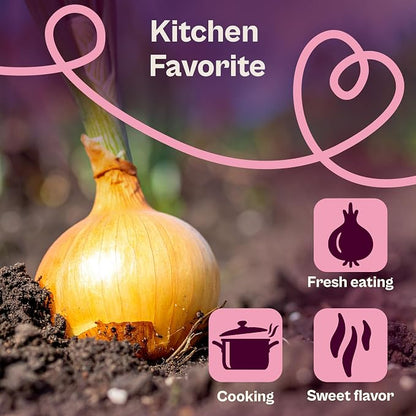SVI 250 Texas Early Grano Onion Seeds (Allium cepa) - Short Day, Sweet & High Yield Variety - Heirloom Vegetable Seeds for Outdoors & Indoor Garden