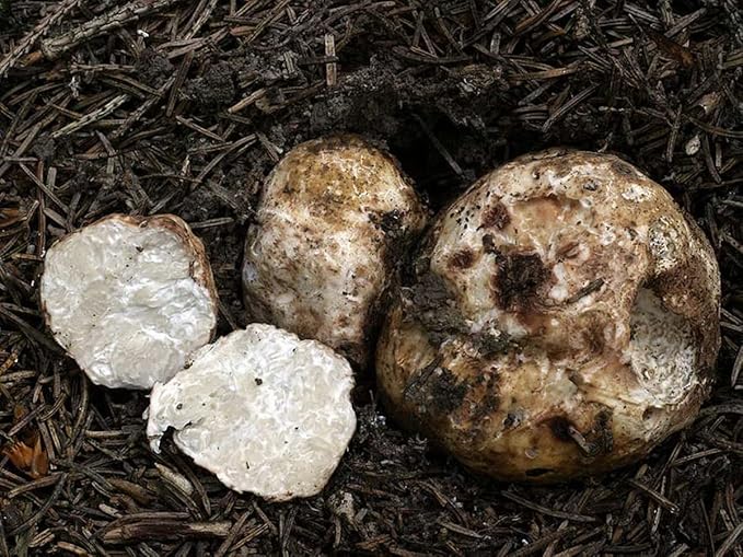 White Truffle Mushrooms Non GMO for Planting Mycelium Spawn Spores