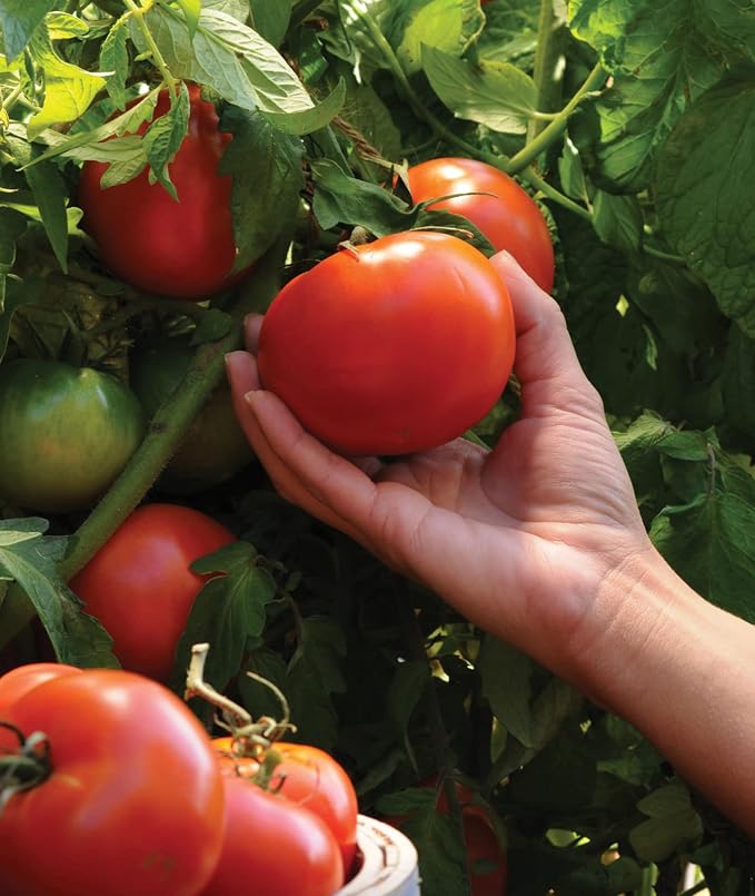 Burpee 'Better Boy' Hybrid Tomato Seeds , Large Slicing Red Tomato Variety , 30 Non-GMO Vegetable Seeds for Planting , Disease-Resistant Tomato for Garden