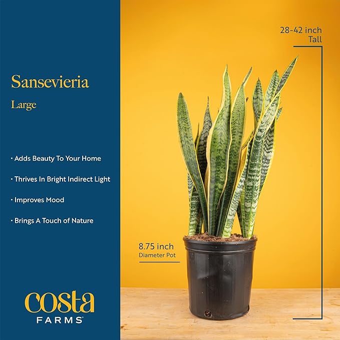 Costa Farms Snake Plant, Live Plant in Decorative Pot, Easy to Maintain, Large Air Purifying Succulent Indoor Houseplant, Assorted Variety, Home, Room, or Office Décor, 2-3 Feet Tall