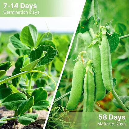 Sugar Snap Pea Seeds for Planting | Organic Non-GMO Vegetable Seeds for Planting Home Garden Indoor & Outdoor | Cool Season Crop,Super Productive
