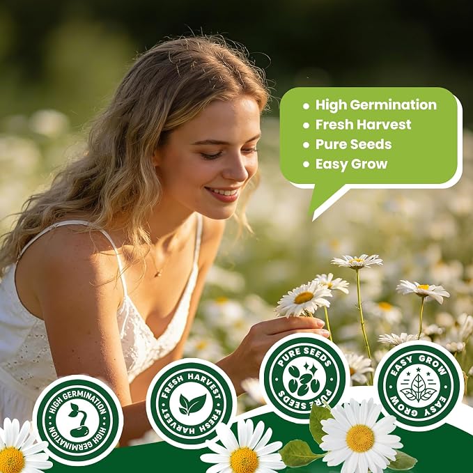 2300+ German Chamomile Seed Pack, Perennial Seeds for Planting, Herb Seed to Plant, Easy to Grow, High Germination, for Home Garden Indoor Outdoor