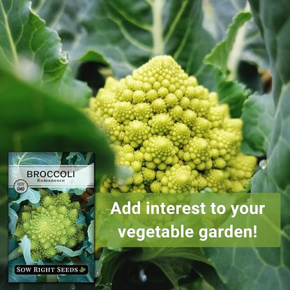 Sow Right Seeds - Romanesco Broccoli Seeds for Planting - Non-GMO Heirloom Packet with Instructions to Plant an Outdoor Home Vegetable Garden - Great for Salads - Abundant Harvest - Cold Hardy (1)