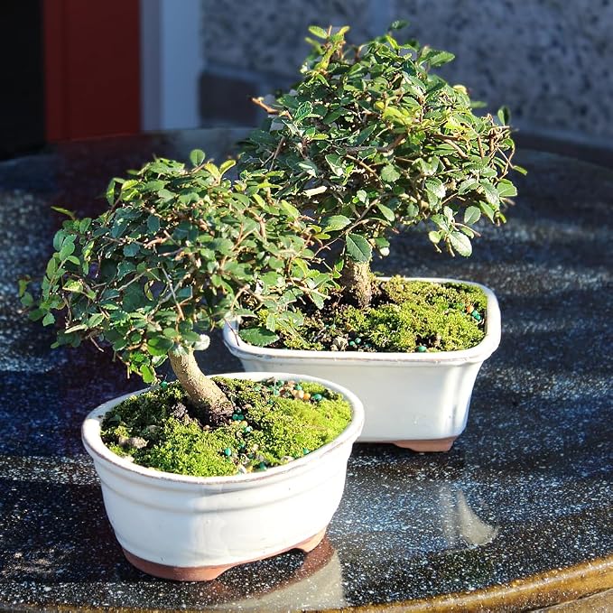 Brussel's Bonsai Live Chinese Elm Bonsai Tree, Outdoor, 2 Pack - Small, 5 Years Old, 6 to 8 inches Tall - Includes Decorative Ceramic Bonsai Pots