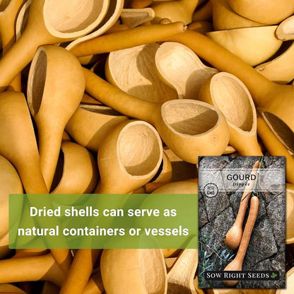 Sow Right Seeds - Dipper Gourd Seeds for Planting - Non-GMO Heirloom Packet with Instructions to Plant and Grow an Outdoor Home Vegetable Garden - Ornamental Craft Gourd - Rare & Unique (1)