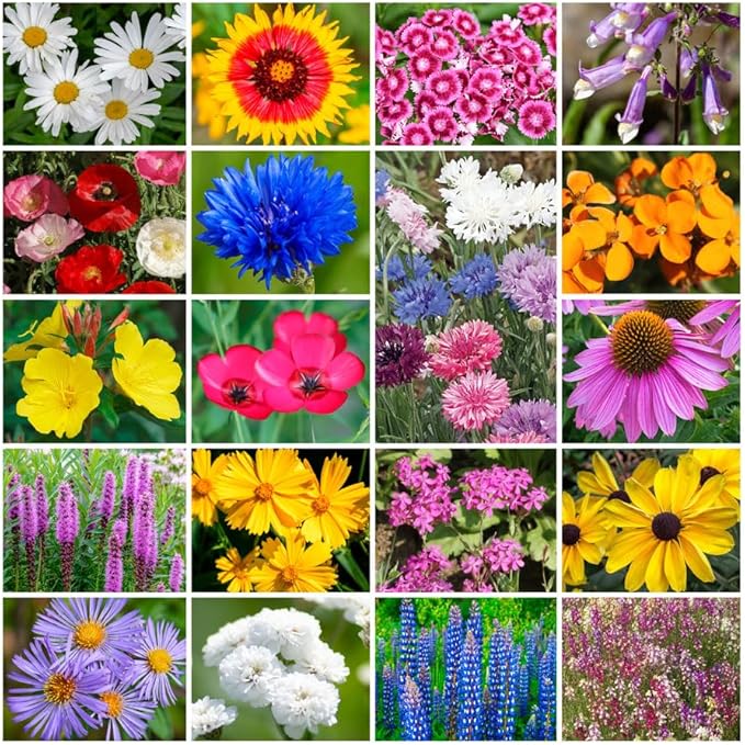 Grow Your Own Vibrant Annual and Perennial Wildflower Garden Seeds Mixture, Varieties for Pollinators and Spring Gardens - Northeast Regional Mix, 50 lbs