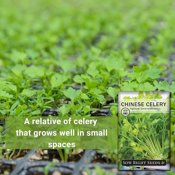 Sow Right Seeds - Chinese Celery Seeds for Planting - Non-GMO Heirloom Packet with Instructions to Plant and Grow a Home Vegetable Garden - Culinary and Compact Herb, Abundant Stalks (4)