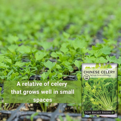 Sow Right Seeds - Chinese Celery Seeds for Planting - Non-GMO Heirloom Packet with Instructions to Plant and Grow a Home Vegetable Garden - Culinary and Compact Herb, Abundant Stalks (1)