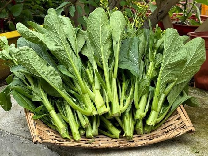 4000 Premium Choy Sum Seeds – Cải Ngồng – Yu Choy – Flowering Chinese Cabbage Seeds – Non-GMO, Heirloom, 99% Germination Rate, Easy to Grow Vegetable for Yard & Garden Planting