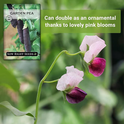 Sow Right Seeds - Desiree Snow Pea Seeds for Planting - Non-GMO Heirloom Packet with Instructions to Plant an Outdoor Home Vegetable Garden - Dwarf Bushes with Purple Pods - Large, Frost Resistant (3)