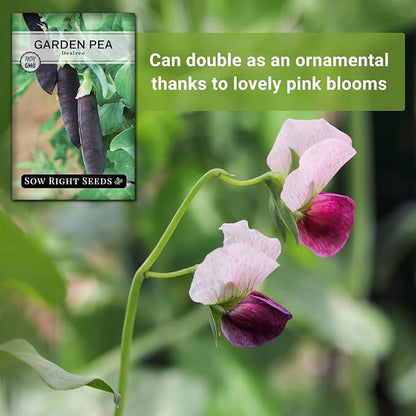Sow Right Seeds - Desiree Snow Pea Seeds for Planting - Non-GMO Heirloom Packet with Instructions to Plant an Outdoor Home Vegetable Garden - Dwarf Bushes with Purple Pods - Large, Frost Resistant (1)