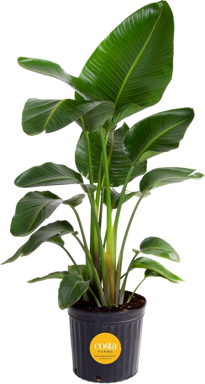 Costa Farms White Bird of Paradise Live Plant in Plastic Pot, Large Indoor Houseplant, Perfect for Home, Room, or Office Decor, Great House Warming or Birthday Gift, 3-4 Feet Tall