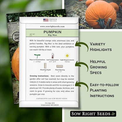Sow Right Seeds - Big Max Pumpkin Seeds for Planting - Non-GMO Heirloom Packet with Instructions to Plant a Home Vegetable Garden - Decorative Autumn Variety for Carving - Giant Fast Growing (2)