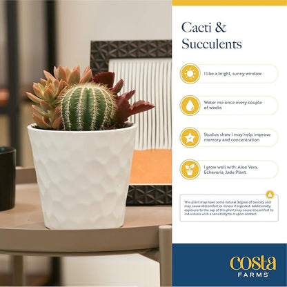 Costa Farms Mini Live Succulents, Echeveria Houseplant, Beautiful Live Indoor Plants in Cute Décor Stone Planter Pots, Great Gift for Perfect Room Décor, 4-Inches Tall (2-Pack)