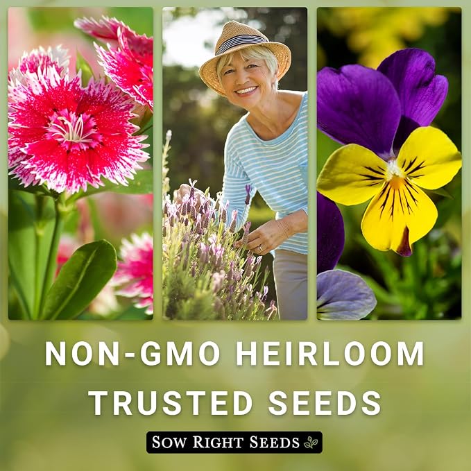 Sow Right Seeds - Texas Bluebonnet Seeds to Plant - Non-GMO Heirloom Seeds -Full Instructions for Planting - Beautiful Perennial Blue Blooms -Sweet Addition to Your Yard (4)