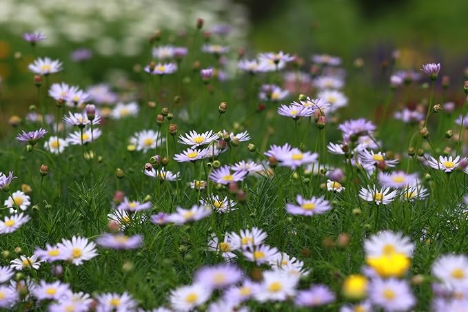 Black Duck Set of 500 Flower Seed Packets! Flower Seeds in Bulk - Best Value Seeds - Great for Classrooms, Beginner Gardeners and Kids! - Deluxe Varieties! (500)