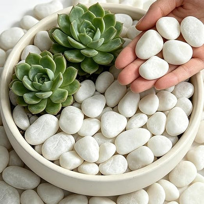 6 lbs Natural White River Rocks, 1-2 Inch Natural Polished Pebbles for Indoor Plants, Decorative Stones for Vase Filler, Aquarium, Succulent, and Outdoor Garden Landscaping