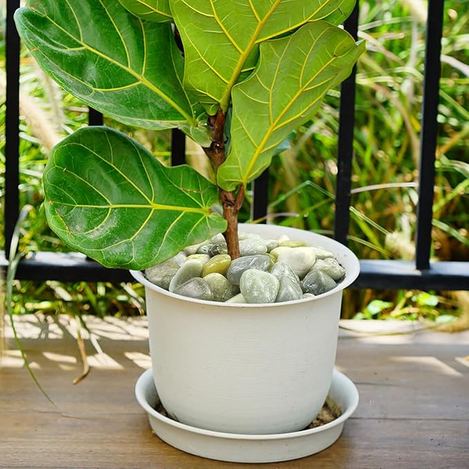 YISZM 20lbs Jade River Rocks, 1-2 Inch Natural Pebbles for Indoor Plants, High Polished Decorative Stones Vase Filler Fish Tank Aquariums Landscaping Garden Outdoor and Indoor DIY