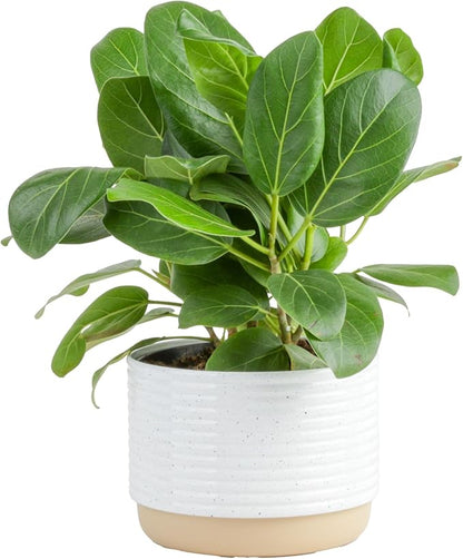 Costa Farms Ficus Audrey Live Plant in Decorative Pot, Indoor Houseplant, Perfect for Home, Room, or Office Decor, Great House Warming or Birthday Gift, 12-18 Inches Tall