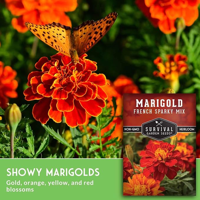 French Sparky Marigold Seeds for Planting - Plant & Grow Red & Orange Patula Flowers in Your Home Vegetable Garden - Heirloom Non GMO - Survival Garden Seeds (1 Pack)
