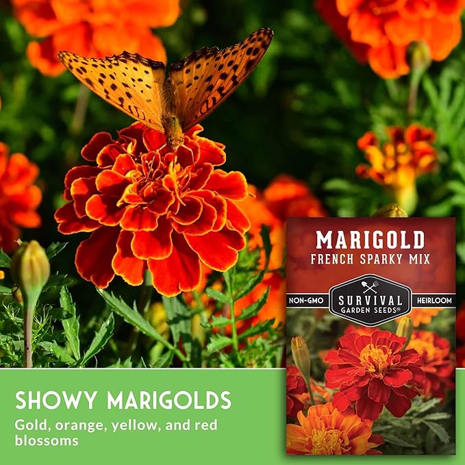 French Sparky Marigold Seeds for Planting - Grow Red & Orange Patula Flowers in Your Home Vegetable Garden - Heirloom Non GMO - Survival Garden Seeds (2 Packs)