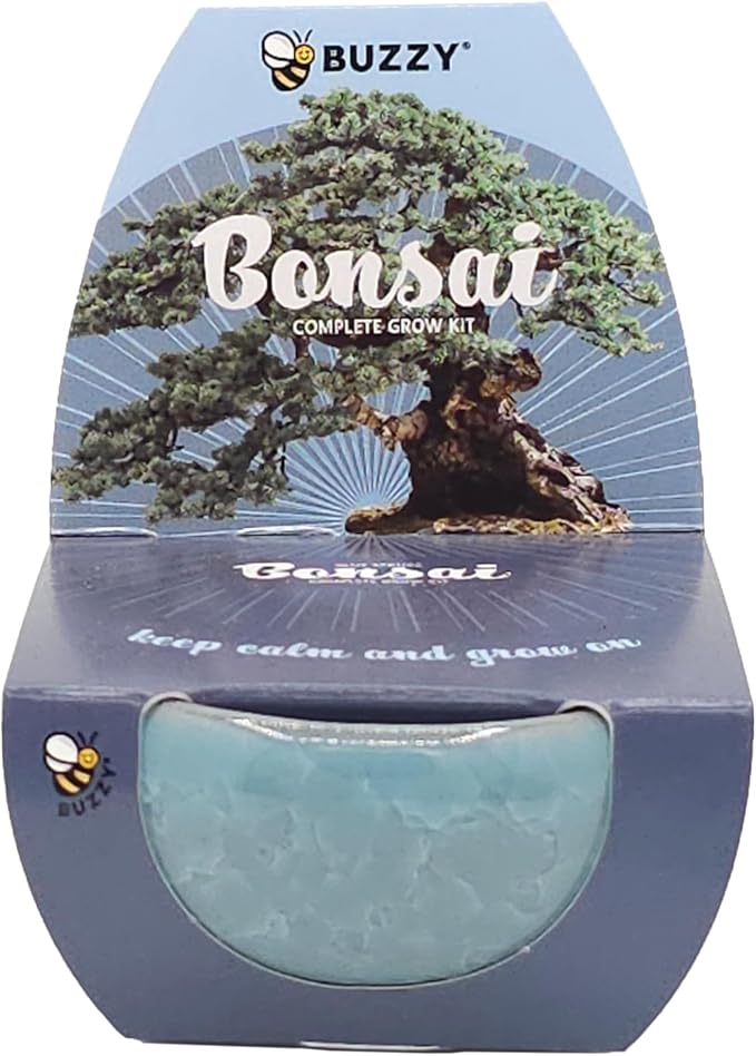 BUZZY Seeds 4-Pack Bonsai Tree Growing Kit Includes Black Austrian Pine, Monterey Cypress, Blue Spruce, Norway Spruce with Green, Blue, Dark Blue, and Gold Crackle Pots, Indoor Gardening Gift Set