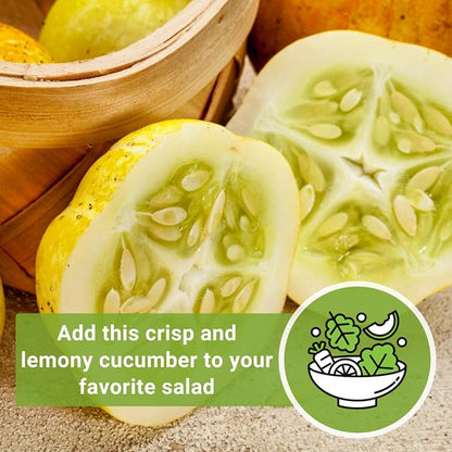 Sow Right Seeds - Lemon Cucumber Seeds for Planting - Non-GMO Heirloom Seeds with Instructions to Plant and Grow a Home Vegetable Garden - Unique Round Variety with Melon Flavor for Outdoors (1)