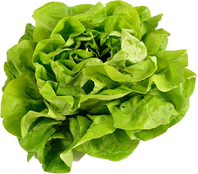 500 Buttercrunch Lettuce Seeds for Planting - Heirloom Non-GMO Vegetable Seeds for Planting - Hydroponics - Microgreens - AKA Butterhead, Boston, Bibb Lactuca Sativa