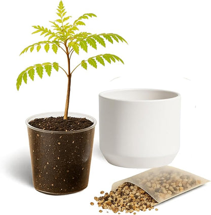 MyShelfie Jacaranda Tree Bonsai Starter Kit for Beginners - Gifts for Men Who Have Everything, Unique Gifts for Women, Small Bonsai Tree with Ceramic Pot, Easy to Grow and Maintain