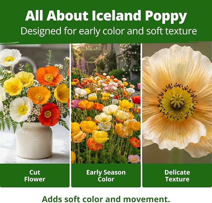 HOME GROWN Iceland Poppy Seeds (0.60g) – 2026 Spring for Planting 3500 Flower Seeds, Iceland Poppy Seeds Papaver nudicaule, Poppy Seeds for Planting Outdoors, Perennial Flower Seeds Garden