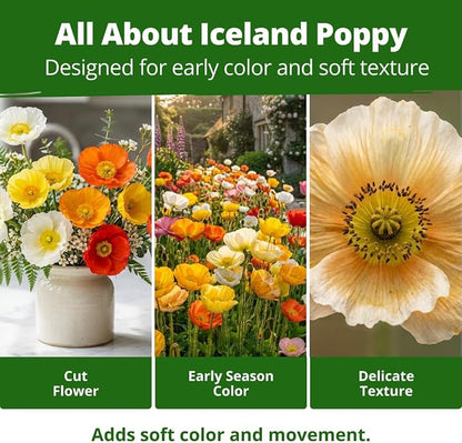 HOME GROWN Iceland Poppy Seeds (0.60g) – 2026 Spring for Planting 3500 Flower Seeds, Iceland Poppy Seeds Papaver nudicaule, Poppy Seeds for Planting Outdoors, Perennial Flower Seeds Garden