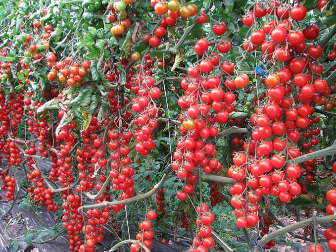 Seeds Vine Red Tomato Indeterminate Non GMO Vegetable for Planting