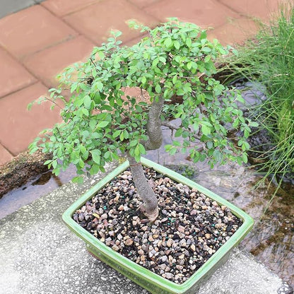 Brussel's Live Chinese Elm Outdoor Bonsai Tree - 15 Years Old; 14" to 18" Tall with Decorative Container