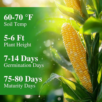 Groundio Golden Bantam Corn Seeds, 100 Non-GMO Heirloom Vegetable Seeds, High Germination Sweet Corn Seed for Outdoor Home Garden (Zea mays)